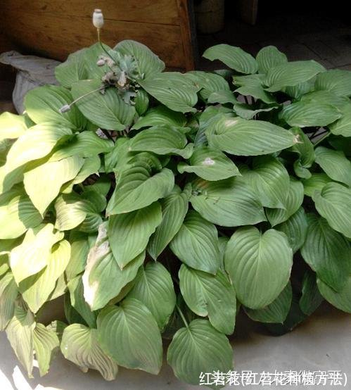 红苕花(红苕花种植方法)