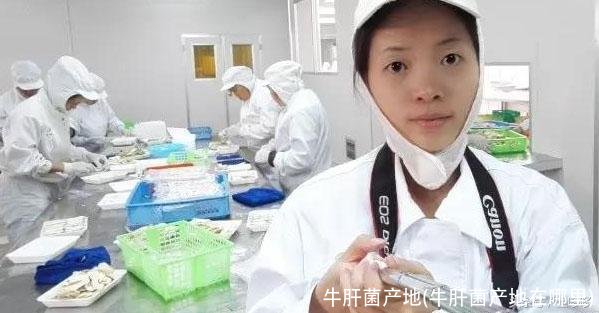 牛肝菌产地(牛肝菌产地在哪里)