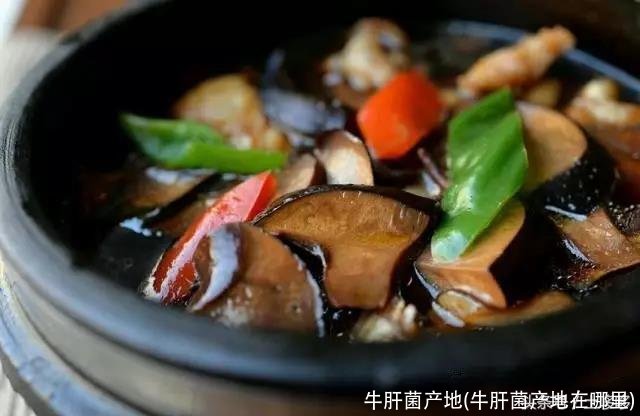 牛肝菌产地(牛肝菌产地在哪里)