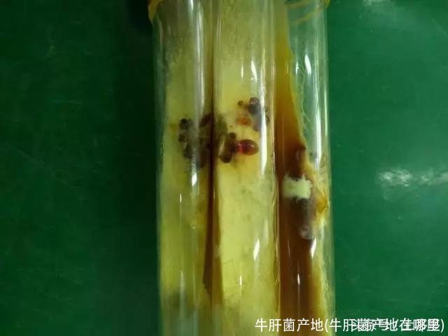 牛肝菌产地(牛肝菌产地在哪里)