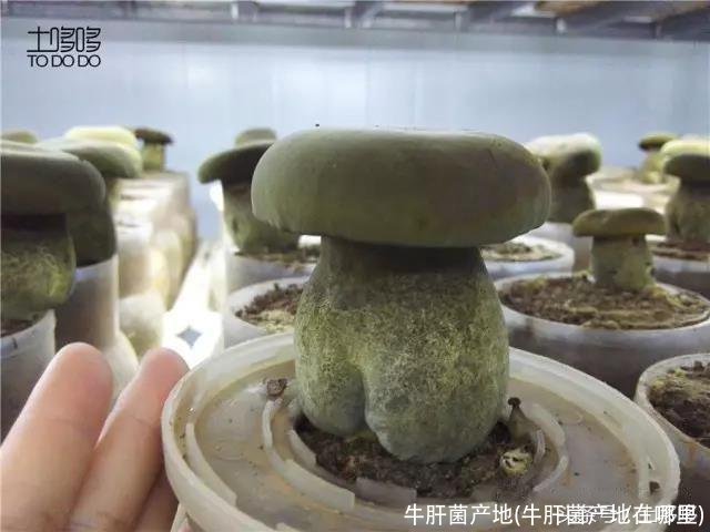 牛肝菌产地(牛肝菌产地在哪里)