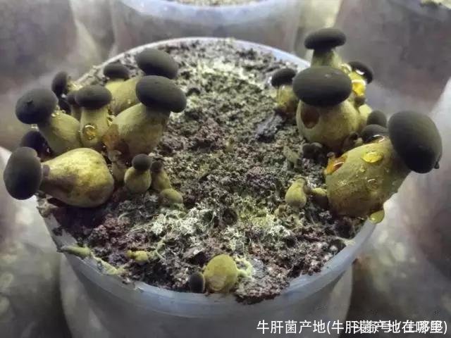 牛肝菌产地(牛肝菌产地在哪里)