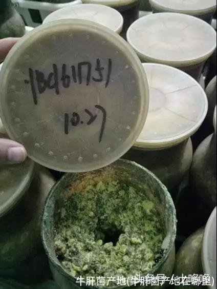 牛肝菌产地(牛肝菌产地在哪里)