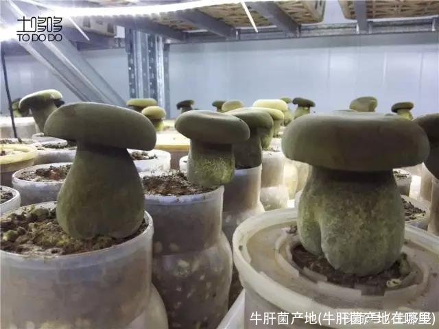 牛肝菌产地(牛肝菌产地在哪里)