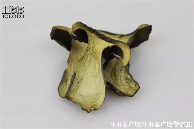 牛肝菌产地(牛肝菌产地在哪里)