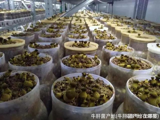 牛肝菌产地(牛肝菌产地在哪里)