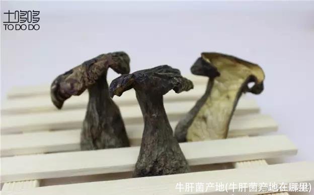 牛肝菌产地(牛肝菌产地在哪里)
