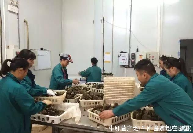 牛肝菌产地(牛肝菌产地在哪里)