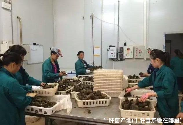 牛肝菌产地(牛肝菌产地在哪里)