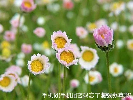 手机id(手机id密码忘了怎么办苹果)