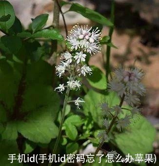 手机id(手机id密码忘了怎么办苹果)