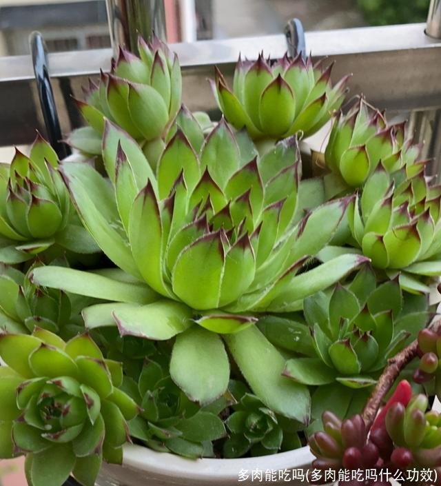 多肉能吃吗(多肉能吃吗什么功效)