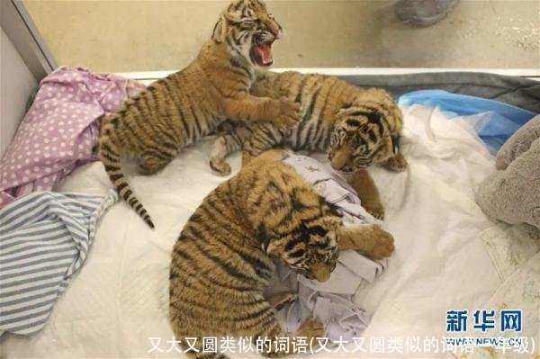 又大又圆类似的词语(又大又圆类似的词语一年级)