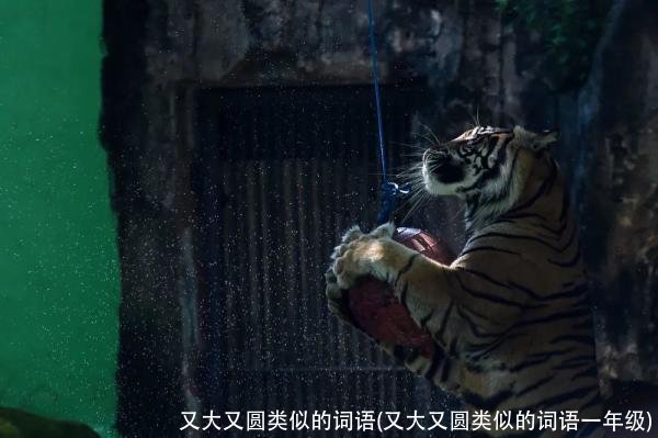 又大又圆类似的词语(又大又圆类似的词语一年级)