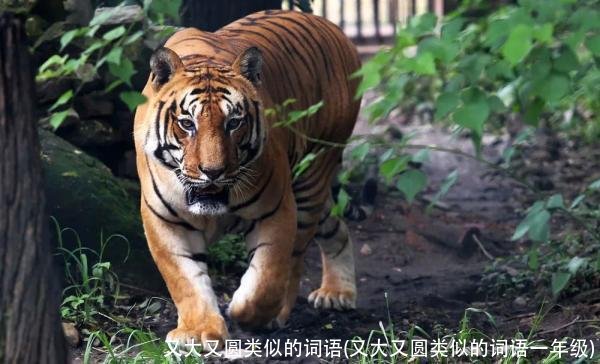 又大又圆类似的词语(又大又圆类似的词语一年级)