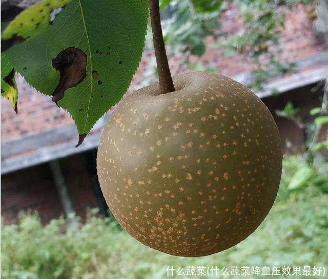 什么蔬菜(什么蔬菜降血压效果最好)