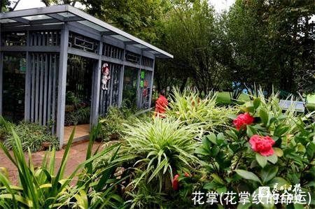 花掌(花掌纹的命运)