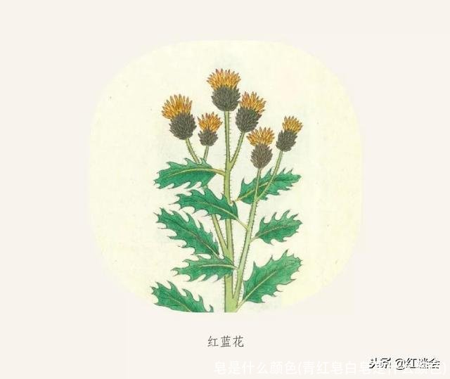 皂是什么颜色(青红皂白皂是什么颜色)