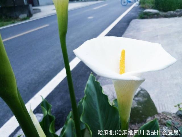 哈麻批(哈麻批四川话是什么意思)