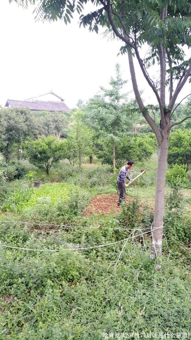 哈麻批(哈麻批四川话是什么意思)