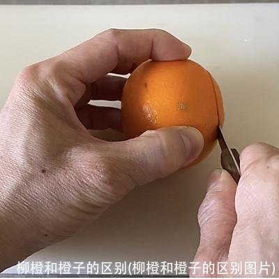 柳橙和橙子的区别(柳橙和橙子的区别图片)