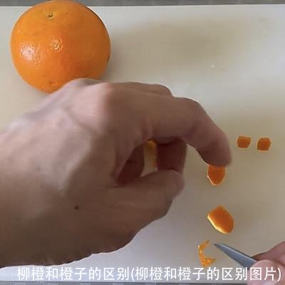 柳橙和橙子的区别(柳橙和橙子的区别图片)