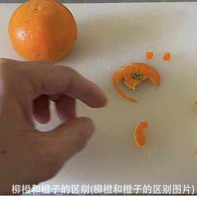 柳橙和橙子的区别(柳橙和橙子的区别图片)