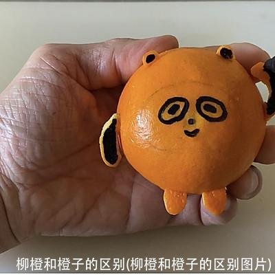 柳橙和橙子的区别(柳橙和橙子的区别图片)
