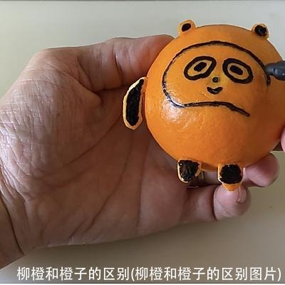 柳橙和橙子的区别(柳橙和橙子的区别图片)