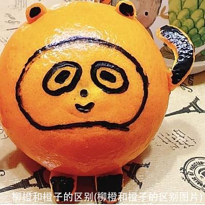 柳橙和橙子的区别(柳橙和橙子的区别图片)
