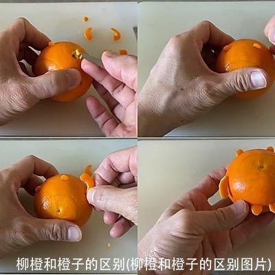 柳橙和橙子的区别(柳橙和橙子的区别图片)