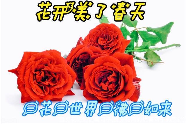 置身花海的优美句子(置身花海的优美句子的感觉)