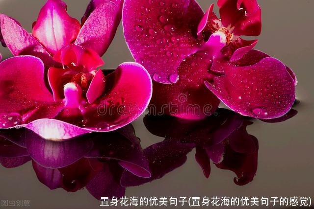 置身花海的优美句子(置身花海的优美句子的感觉)