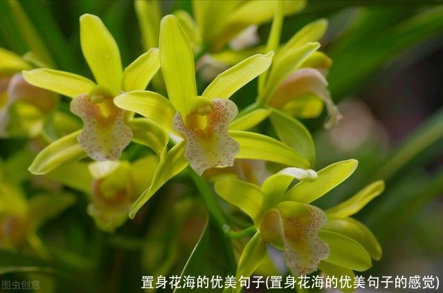 置身花海的优美句子(置身花海的优美句子的感觉)