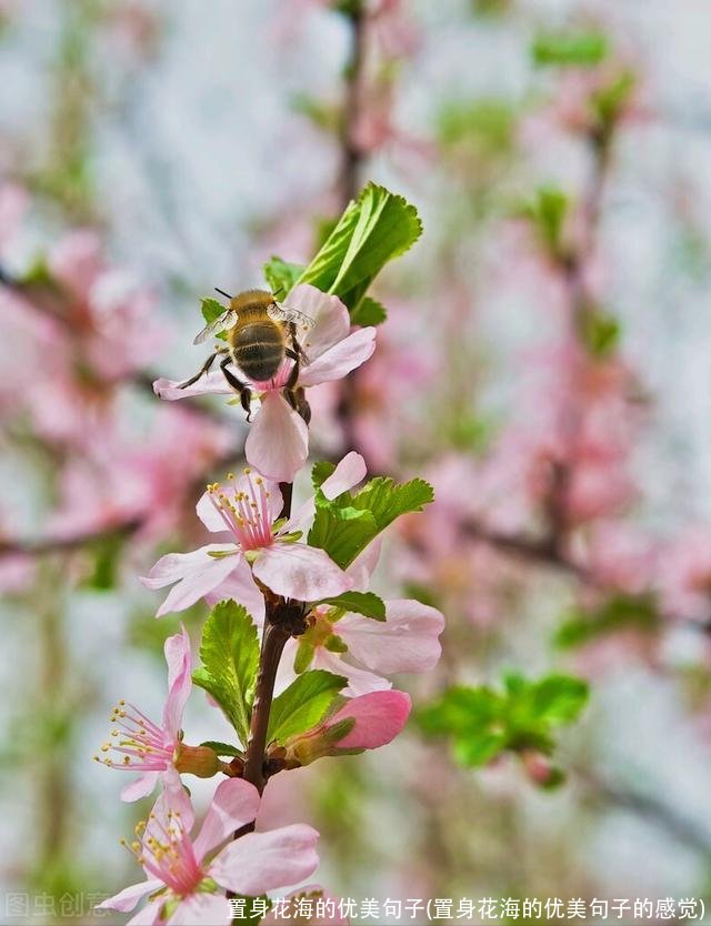 置身花海的优美句子(置身花海的优美句子的感觉)