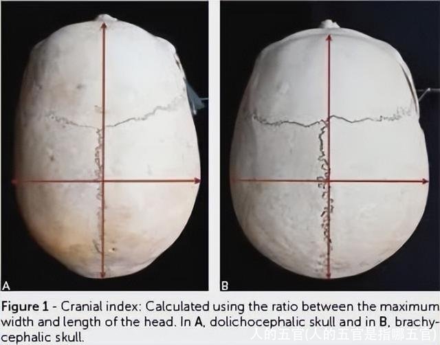 人的五官(人的五官是指哪五官)