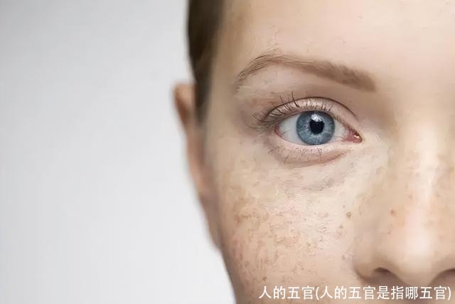 人的五官(人的五官是指哪五官)