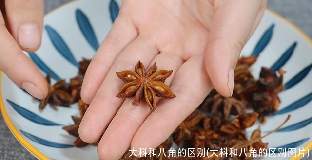 大料和八角的区别(大料和八角的区别图片)