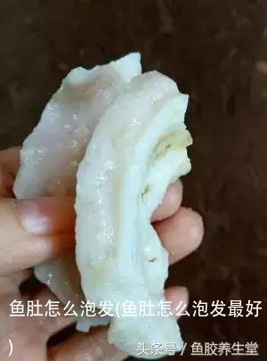 鱼肚怎么泡发(鱼肚怎么泡发最好)
