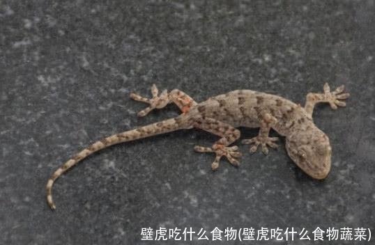 壁虎吃什么食物(壁虎吃什么食物蔬菜)
