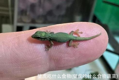 壁虎吃什么食物(壁虎吃什么食物蔬菜)