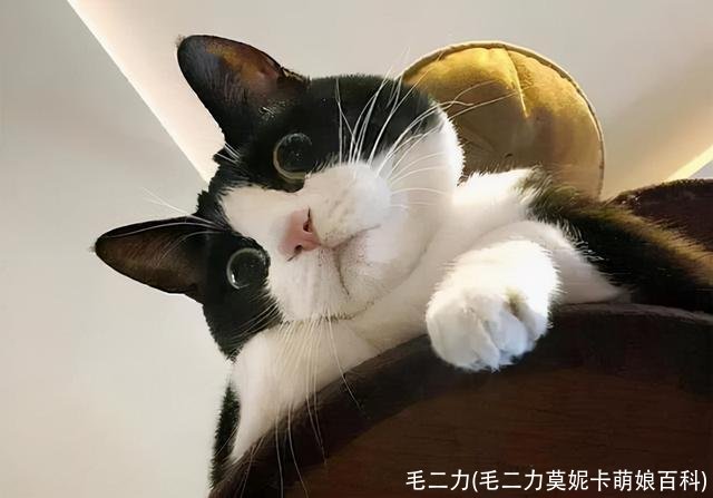 毛二力(毛二力莫妮卡萌娘百科)