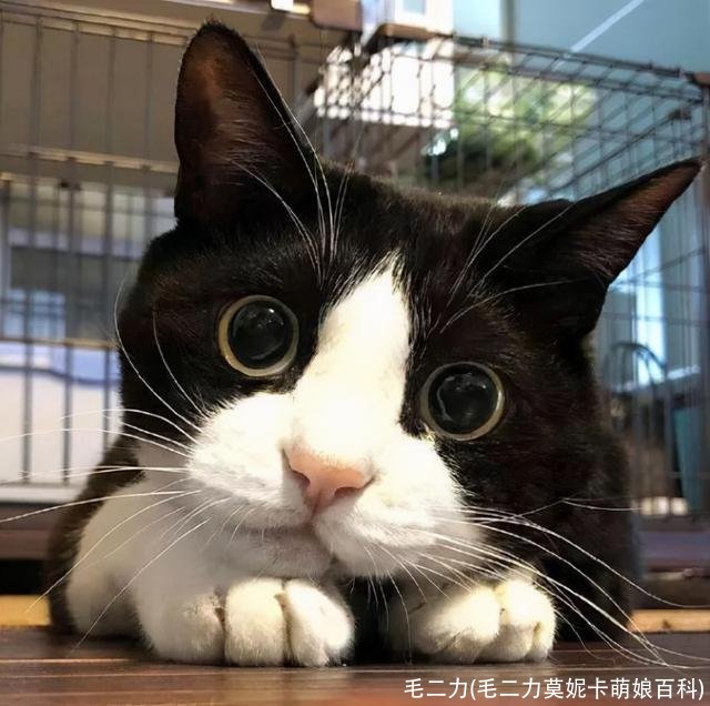 毛二力(毛二力莫妮卡萌娘百科)