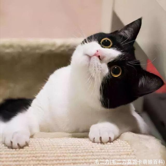 毛二力(毛二力莫妮卡萌娘百科)