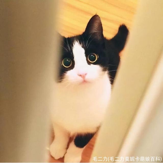 毛二力(毛二力莫妮卡萌娘百科)