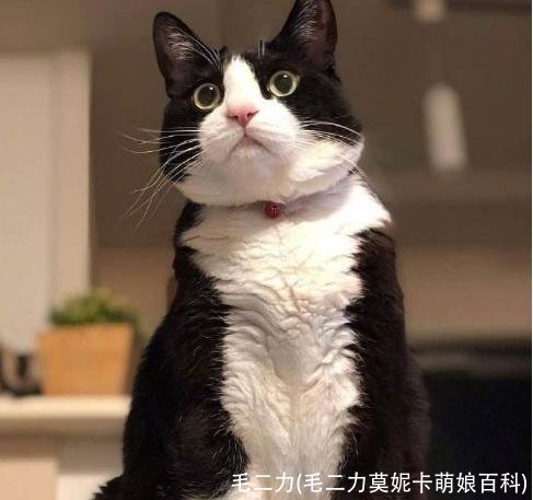 毛二力(毛二力莫妮卡萌娘百科)