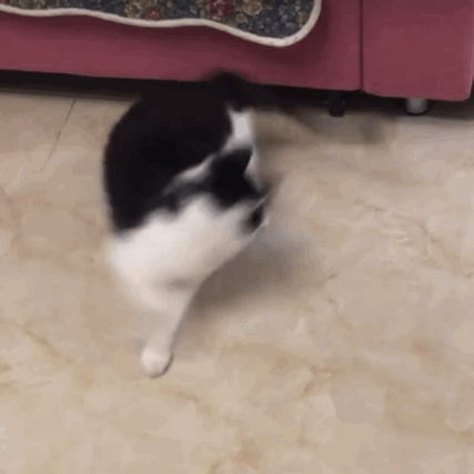 毛二力(毛二力莫妮卡萌娘百科)