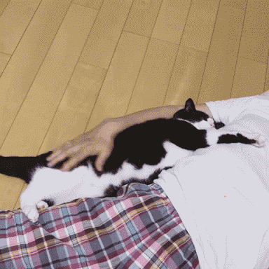 毛二力(毛二力莫妮卡萌娘百科)