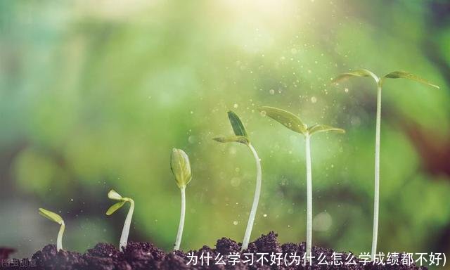 为什么学习不好(为什么怎么学成绩都不好)