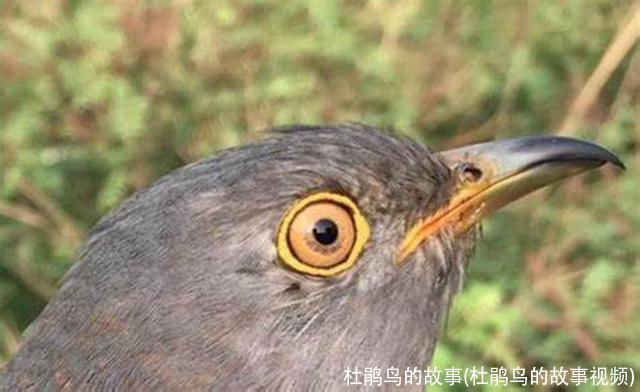 杜鹃鸟的故事(杜鹃鸟的故事视频)